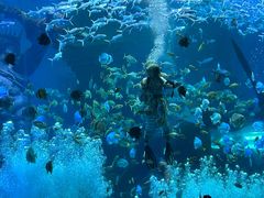 -哈尔滨波塞冬海底世界