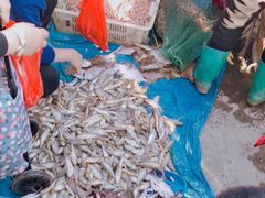 -青岛沙子口国家中心渔港