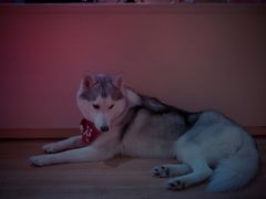 -Husky Go! 哈士奇体验馆·宠物咖啡厅狗咖