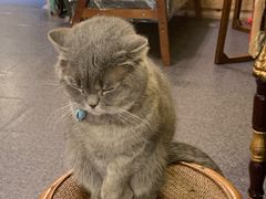 -猫色咖啡·猫咖