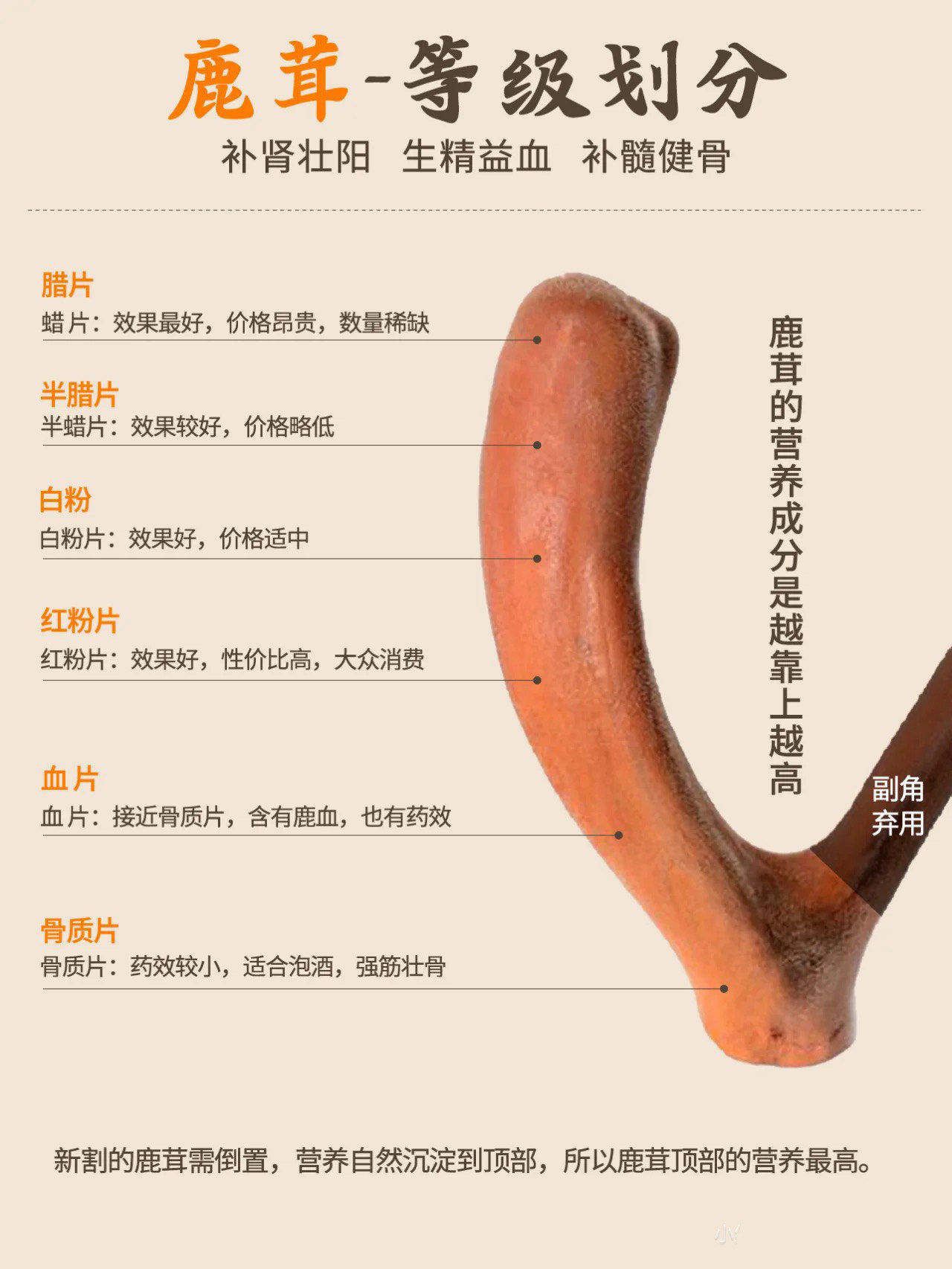 梅花鹿你了解过吗?