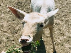 -北京麋鹿生态实验中心