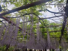 -嘉定紫藤园