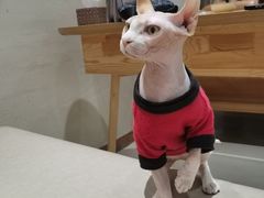 -藏猫猫咖啡主题馆(中央大道店)