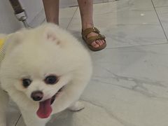 -艾吉宠物医院·疑难杂症转诊中心·猫友好(碧江路院)
