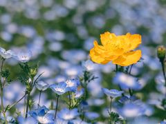 -上海滨江森林公园