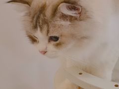 -猫域·湾主题猫咖·宠物吧(南坪城市广场店)