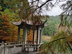 -四明山国家森林公园