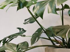 -小意思咖啡店(草桥店)