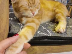 -平行世界·猫咖(首经贸店)