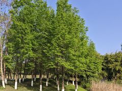-白鹭湾湿地公园