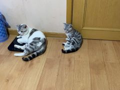 -诺比宠物医院心脏内科·泌尿肾内外科·骨科急重症