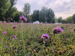 -紫海香堤香草艺术庄园