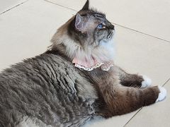 -怪兽屋·羊驼·猫咖·狗咖(俊华广场店)