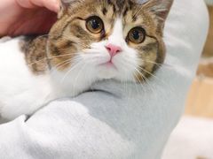 -momokira米努特·德文卷毛猫·棉花面纱犬