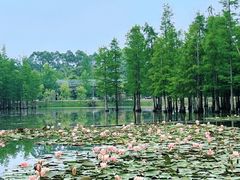 -白鹭湾湿地公园