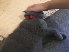 -猫色咖啡·猫咖