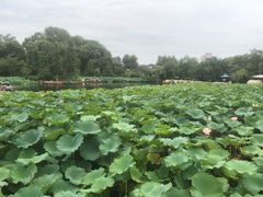 -找不到凉面(新都粮食局毗河油厂职工宿舍大院店)
