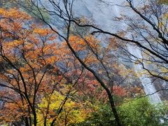 -朱雀国家森林公园