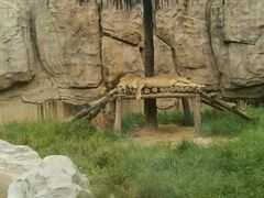 -东莞香市动物园