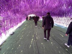 -绿野森林乐园冰雪季