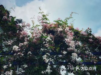 推开半掩的柴扉，映入眼帘的是一个满是鲜花的院子