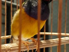 -川旺角融合菜•海景餐厅(星海广场店)