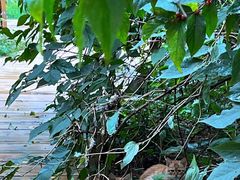 -黑龙江省森林植物园