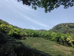 -龙井村