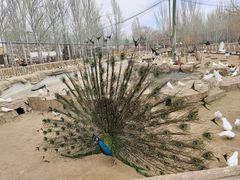 -鄂尔多斯野生动物园