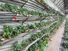 -大自然农场蔬菜草莓采摘园