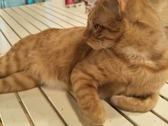 -Cappucimeow猫咪咖啡馆(韦伯时代店)