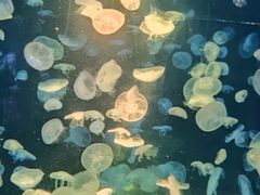 -江和美海洋公园