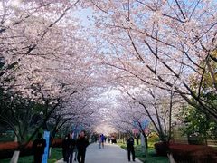 -高东镇樱花园