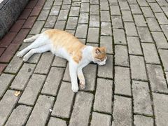 -横道河子东北虎林园
