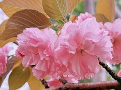 -新虹桥中心花园