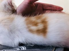 -藏猫猫咖啡主题馆(中央大道店)