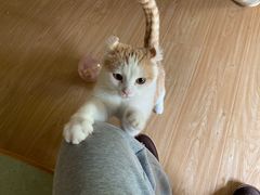 -猫和宫(六道口店)