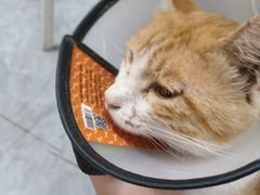 -安安宠医·臻爱宠物医院·宠保定点(营门口路分院)