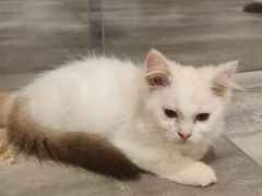 -楼上猫咖(罗湖店)