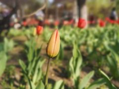 -哈尔滨文化公园