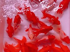 -华声天桥民俗文化园