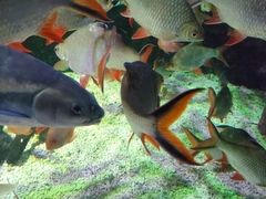 -太平洋海底世界