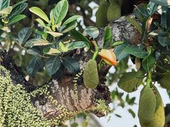 -西双版纳傣族园