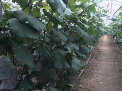 -马陆小张葡萄园农家乐