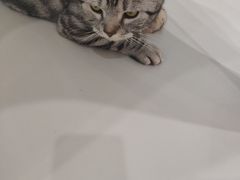 -糯米喵星人·撸猫猫舍咖啡馆(西市场嘉华店)