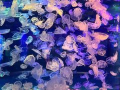 -多彩贵州城极地海洋世界