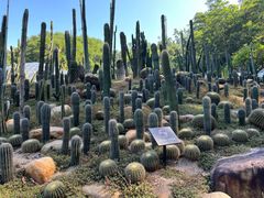 -深圳仙湖植物园