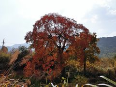 -塔川景区