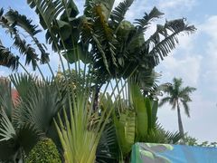 -西双版纳傣族园